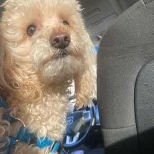 Meet your Posher, Miracle light